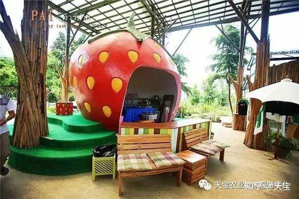 致富养殖草莓图片_养殖草莓致富_草莓养殖户