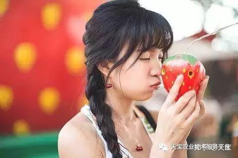 致富养殖草莓图片_养殖草莓致富_草莓养殖户