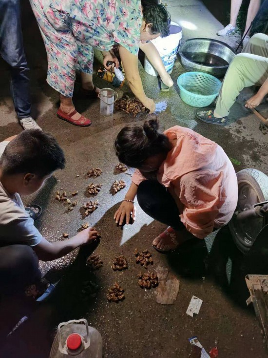 养殖金蝉前景如何_金禅林下养殖技术_养殖金蝉需要什么条件