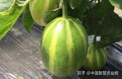 种植甜瓜技术视频_甜瓜种植致富视频_视频致富种植甜瓜怎么做