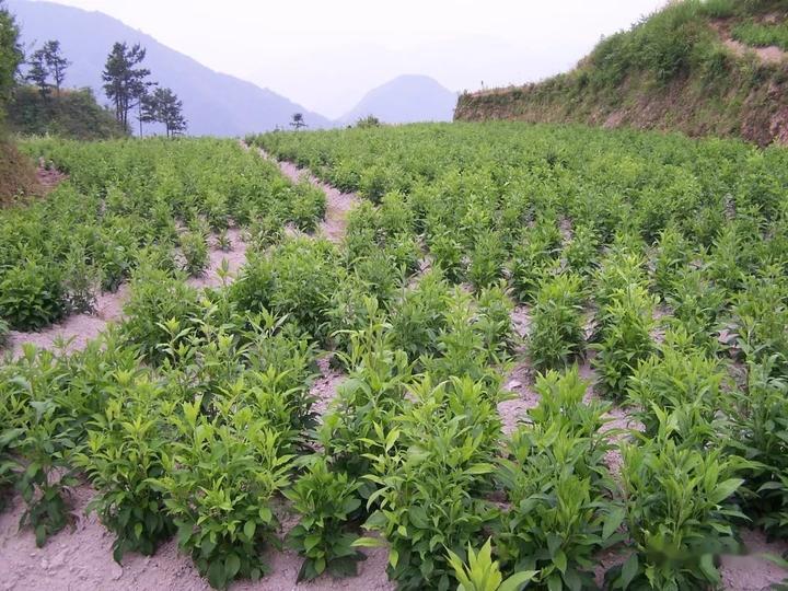 农村致富项目种植业_致富经创业项目农村种植业_农村致富经种植技术