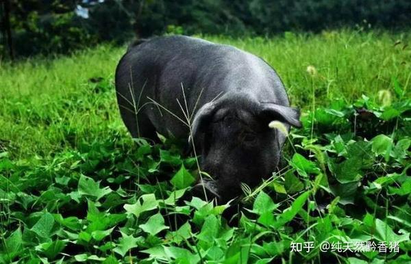 重庆涪陵养黑猪致富经视频_重庆黑猪养殖场_重庆养殖致富黑猪