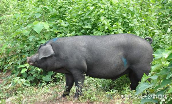 重庆黑猪养殖场_重庆养殖致富黑猪_重庆涪陵养黑猪致富经视频