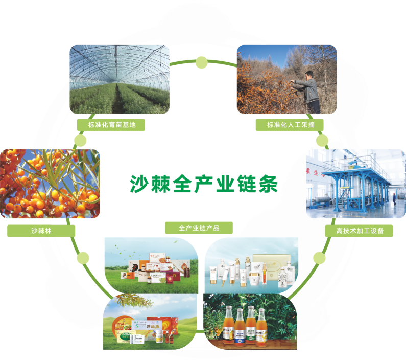 沙棘种植致富项目_致富种植沙棘项目简介_致富种植沙棘项目介绍
