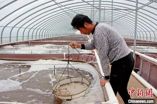 青虾是人工养殖的吗_人工青虾怎么养殖技术_青虾养殖技术视频全集