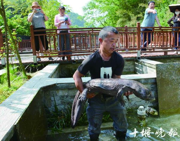 致富经养观赏鱼视频_养鱼短视频_养鱼类视频