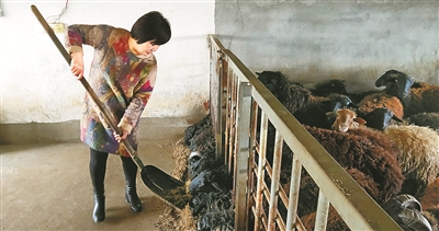 陈丹芬：乌骨羊“妈妈”的致富经