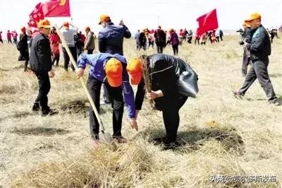 致富种植沙棘项目介绍_沙棘种植致富项目_关于种植沙棘要求的视频报道