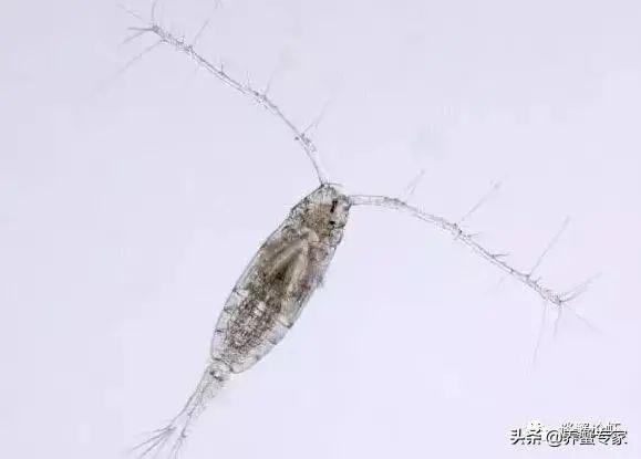 红线虫养殖技术亩产多少吨_红线虫养殖的技术_红线虫养殖技术视频教程大全