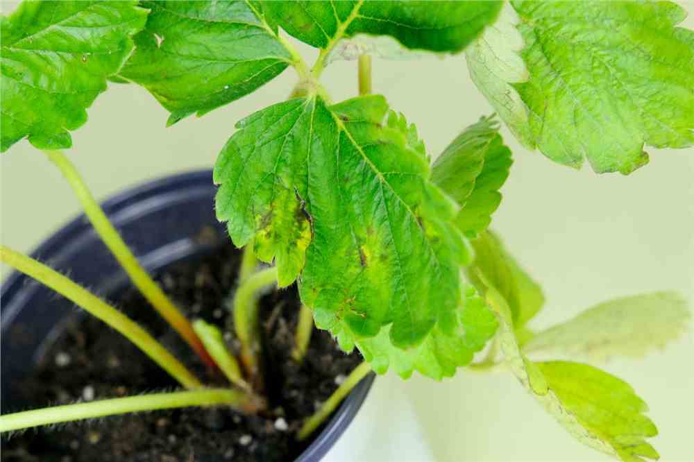 大棚草莓种植技术与管理方法