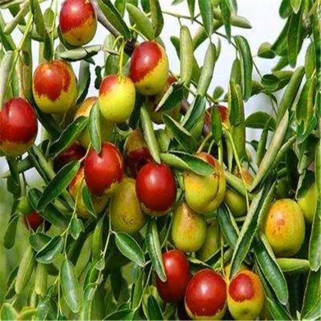 大青枣种植技术_枣的种植技术_台湾青枣种植技术