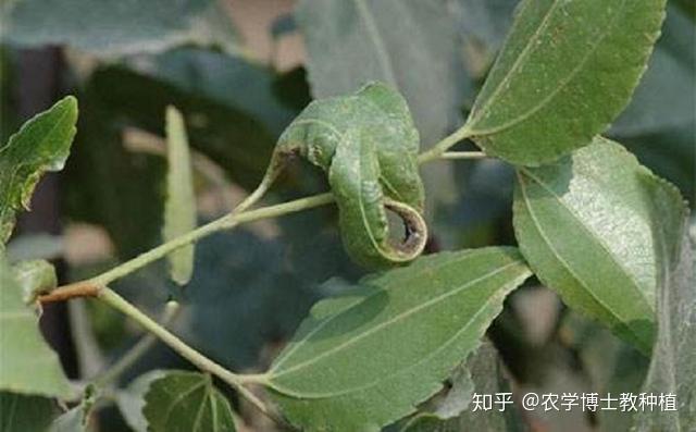 台湾青枣种植技术_枣的种植技术_大青枣种植技术