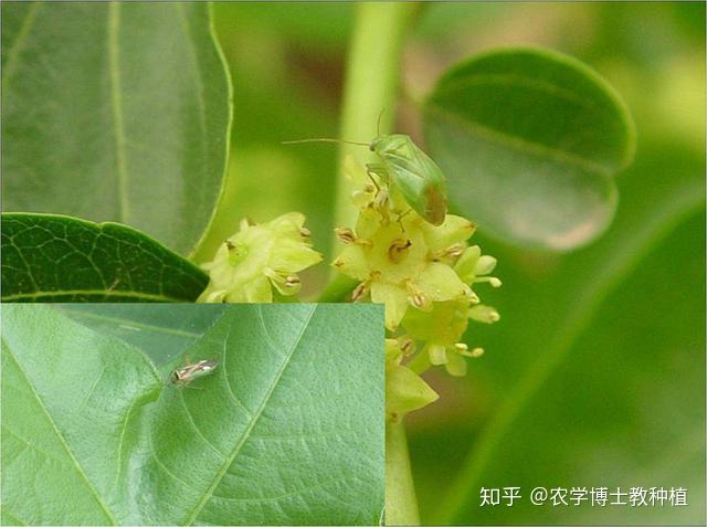台湾青枣种植技术_大青枣种植技术_枣的种植技术