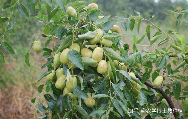 枣的种植技术_台湾青枣种植技术_大青枣种植技术