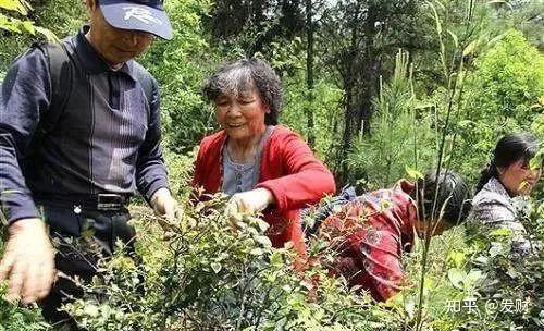 致富宝种植视频_致富经种植蔬菜视频_农业节目致富经种植视频