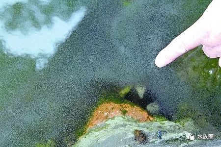 红线虫养殖技术培训_红线虫养殖技术视频教程大全_红线虫养殖的技术
