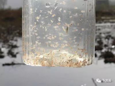 红线虫养殖的技术_红线虫养殖技术培训_红线虫养殖技术视频教程大全
