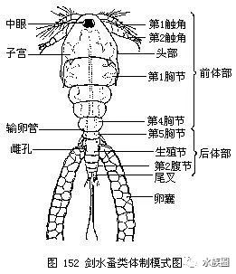 红线虫养殖的技术_红线虫养殖技术视频教程大全_红线虫养殖技术培训