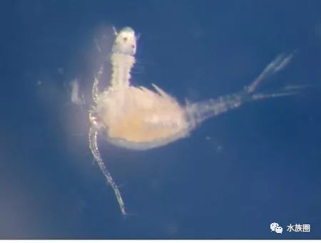 红线虫养殖的技术_红线虫养殖技术视频教程大全_红线虫养殖技术培训