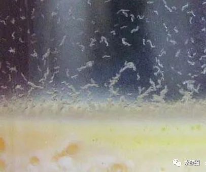 红线虫养殖的技术_红线虫养殖技术培训_红线虫养殖技术视频教程大全