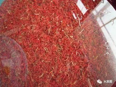 红线虫养殖的技术_红线虫养殖技术视频教程大全_红线虫养殖技术培训