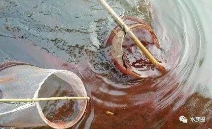 红线虫养殖的技术_红线虫养殖技术培训_红线虫养殖技术视频教程大全