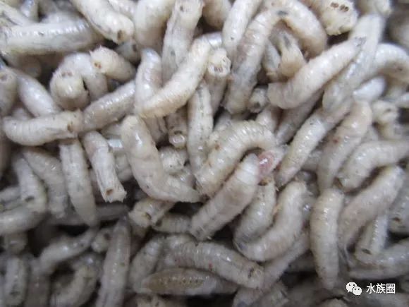 红线虫养殖的技术_红线虫养殖技术视频教程大全_红线虫养殖技术培训
