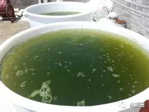 红线虫养殖技术培训_红线虫养殖的技术_红线虫养殖技术视频教程大全