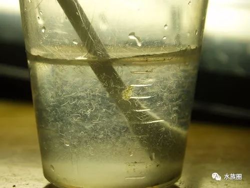 红线虫养殖的技术_红线虫养殖技术培训_红线虫养殖技术视频教程大全