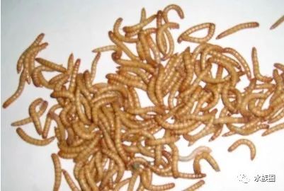 红线虫养殖技术视频教程大全_红线虫养殖技术培训_红线虫养殖的技术