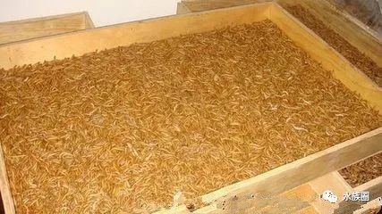 红线虫养殖技术视频教程大全_红线虫养殖技术培训_红线虫养殖的技术