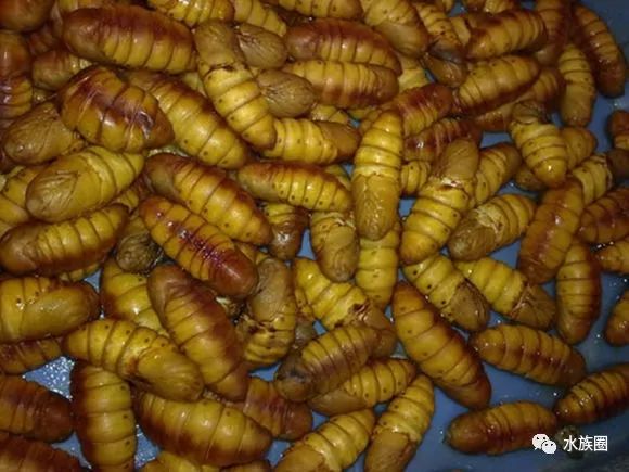 红线虫养殖的技术_红线虫养殖技术视频教程大全_红线虫养殖技术培训