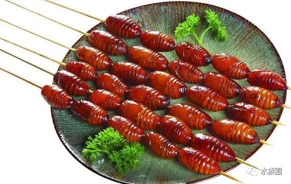 红线虫养殖技术培训_红线虫养殖的技术_红线虫养殖技术视频教程大全