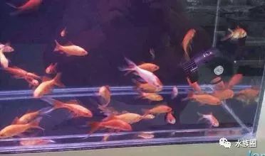 红线虫养殖技术培训_红线虫养殖的技术_红线虫养殖技术视频教程大全