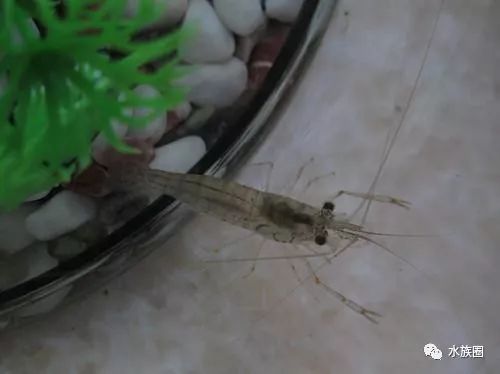 红线虫养殖的技术_红线虫养殖技术视频教程大全_红线虫养殖技术培训