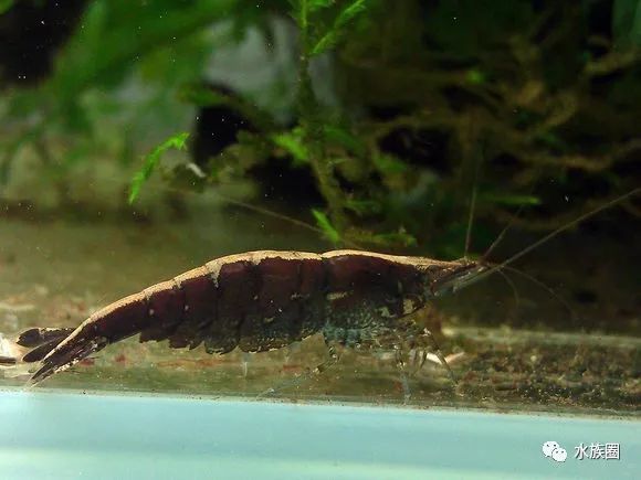 红线虫养殖技术培训_红线虫养殖技术视频教程大全_红线虫养殖的技术