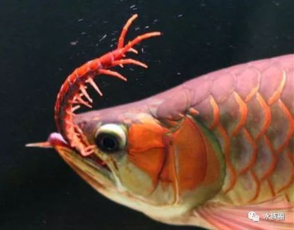 红线虫养殖技术视频教程大全_红线虫养殖技术培训_红线虫养殖的技术
