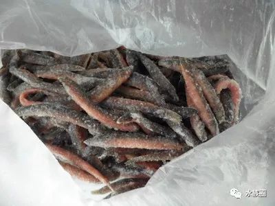 红线虫养殖技术视频教程大全_红线虫养殖技术培训_红线虫养殖的技术