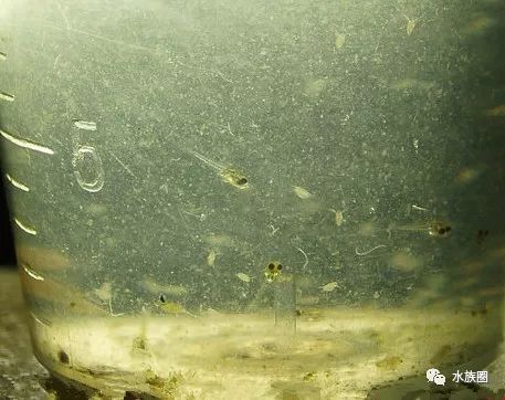 红线虫养殖的技术_红线虫养殖技术视频教程大全_红线虫养殖技术培训