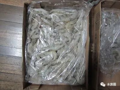 红线虫养殖技术视频教程大全_红线虫养殖的技术_红线虫养殖技术培训