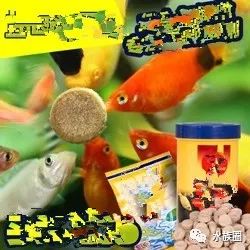 红线虫养殖技术培训_红线虫养殖技术视频教程大全_红线虫养殖的技术
