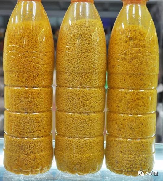 红线虫养殖技术视频教程大全_红线虫养殖技术培训_红线虫养殖的技术