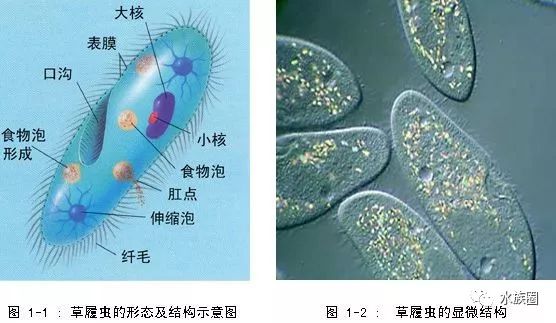 红线虫养殖的技术_红线虫养殖技术培训_红线虫养殖技术视频教程大全