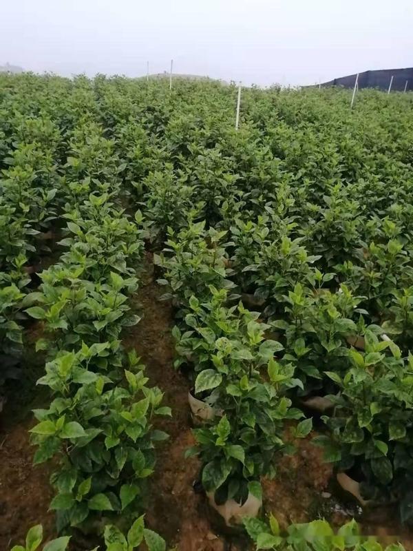 春季种植油茶管理技术有哪些_油茶种植春季管理技术_春季种植油茶管理技术论文