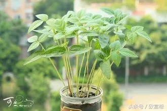 致富经芽苗菜的故事_致富经芽苗菜视频_致富经芽苗菜种植业