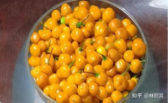 种植辣椒致富增收_辣椒种植收益_辣椒种植大户的致富经