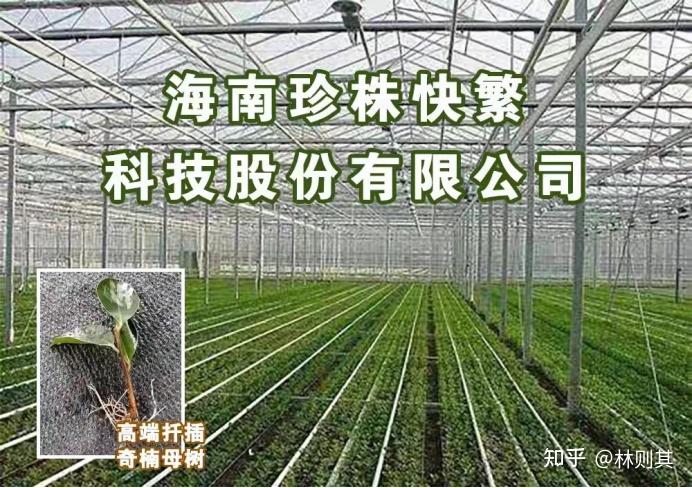 辣椒种植大户的致富经_辣椒种植收益_种植辣椒致富增收
