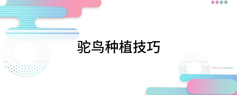 驼鸟种植技巧