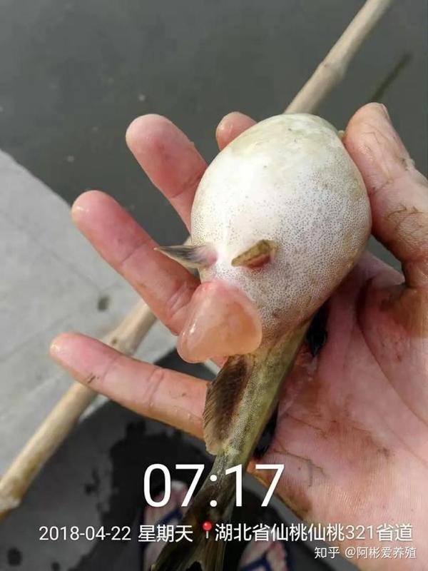 春季高发黄颡鱼“腹水病”，且并发寄生虫，一定要重视提前预防