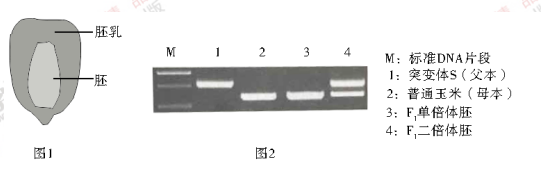 白玉米怎么种_玉米种植吧_白玉米种植技术